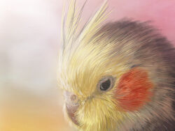 animal_focus beak bird black_eyes blush close-up cockatiel feathers from_side gradient_background gradient_sky highres looking_down no_humans original parrot shiropooo sky sunset upper_body yellow_bird