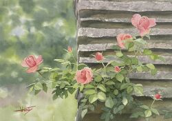 abe_toshiyuki blurry blurry_background commentary_request day flower leaf no_humans original outdoors painting_(medium) plant plant_focus red_flower red_rose rose signature still_life traditional_media watercolor_(medium)
