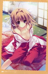 Rule 34 | 1girl, absurdres, ahoge, breasts, brown hair, cherry blossoms, cleavage, female focus, futon, hair intakes, hakama, hakama skirt, highres, ichinose mio, ichinose mio (koi ga saku koro sakura doki), izumi tsubasu, japanese clothes, kimono, koi ga saku koro sakura doki, miko, no bra, petals, purple eyes, red hakama, short hair, sitting, skirt, sliding doors, solo, tatami