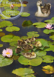 Rule 34 | animal, animal focus, artist name, baby animal, bird, commentary request, copyright notice, day, duck, duckling, eastern spot-billed duck, flower, kun52, lily pad, nature, no humans, original, outdoors, plant, pond, reflection, reflective water, ripples, signature, sunlight, water, water lily flower, watermark, white flower