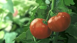 Rule 34 | blurry, blurry background, commentary request, dew drop, food focus, highres, leaf, nava0under, no humans, original, outdoors, plant, plant focus, tomato, tomato plant, water drop