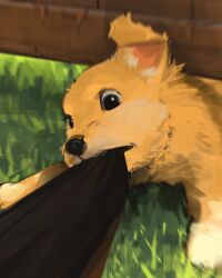 Rule 34 | animal focus, biting another&#039;s clothes, black eyes, black shirt, commentary, dog, english commentary, fence, grass, highres, original, outdoors, sam yang, shirt, wooden fence
