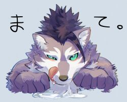 1boy aizawa_(nh_st) aqua_eyes black_hair body_fur commentary_request drooling furry furry_male grey_background grey_fur highres licking_lips looking_at_viewer male_focus original saliva short_hair simple_background solo tongue tongue_out translation_request uneven_eyes upper_body wolf_boy