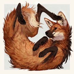 animal animal_focus brown_fur fluffy giulialibard highres looking_at_viewer maned_wolf no_humans original pawpads realistic simple_background snout solo