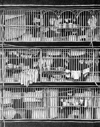 absurdres alley building clothesline commentary crosshatching dish_rack greyscale hatching_(texture) highres hong_kong ibsukionsen kowloon_walled_city linear_hatching monochrome no_humans original outdoors plate real_world_location scenery traditional_media