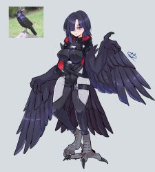 1girl a.c._hunter absurdres bird bird_legs bird_tail black_feathers black_hair black_jacket black_wings blue_eyes bodysuit breasts choker claws commentary crow english_commentary feathered_wings feathers grey_background hair_over_one_eye harpy highres jacket large_breasts medium_hair monster_girl original personification red_jacket reference_inset simple_background sleeveless sleeveless_jacket solo spiked_choker spikes tail talons winged_arms wings