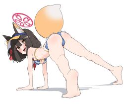 1girl all_fours animal_ear_fluff animal_ears ass barefoot bikini blue_archive blush breasts brown_hair cameltoe denim denim_shorts fang flower foreshortening fox_ears fox_girl fox_tail fried_bocky from_behind full_body hair_between_eyes hair_flower hair_ornament halo hanging_breasts highleg highleg_bikini highres izuna_(blue_archive) izuna_(swimsuit)_(blue_archive) kneepits looking_at_viewer looking_back medium_breasts micro_shorts official_alternate_costume open_mouth pink_halo pom_pom_(clothes) pom_pom_hair_ornament red_scarf scarf shadow short_hair shorts smile soles solo striped_bikini striped_clothes sunflower sunflower_hair_ornament swimsuit tail trefoil visor_cap white_background yellow_eyes