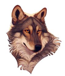 Rule 34 | animal, animal ear fluff, animal focus, cropped head, giulialibard, highres, no humans, orange eyes, original, realistic, signature, simple background, solo, white background, wolf