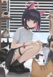 1girl absurdres animal animal_ears black_hair blue_archive cat cat_ears cat_girl colored_inner_hair commentary_request dolri extra_ears halo highres kazusa_(band)_(blue_archive) kazusa_(blue_archive) looking_at_viewer multicolored_hair official_alternate_costume pink_hair pink_halo red_eyes shirt short_hair solo_focus squatting two-tone_hair white_shirt