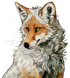 animal animal_ear_fluff animal_focus fox giulialibard gray_fox_(animal) green_eyes highres no_humans original portrait realistic simple_background snout solo upper_body whiskers white_background