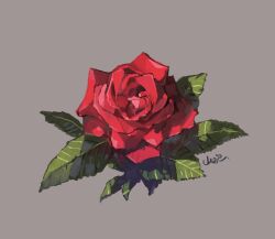 Rule 34 | commentary request, flower, flower focus, grey background, highres, leaf, no humans, object focus, original, red flower, red rose, rose, shadow, signature, simple background, still life, yamabuki (haruirokerria)