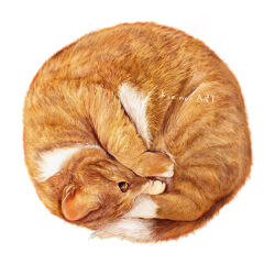 Rule 34 | animal, animal focus, artist name, cat, commentary request, highres, kamimon2016, no humans, orange cat, orange fur, original, simple background, white background