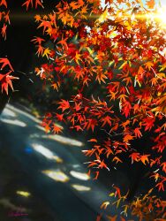 absurdres artist_name autumn_leaves banishment blurry blurry_foreground branch commentary_request dappled_sunlight day highres leaf no_humans original outdoors scenery signature sunlight