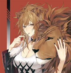 1girl animal animal_ears arknights black_choker black_jacket black_nails breasts brown_eyes brown_hair candy choker cleavage food fur-trimmed_jacket fur_trim hair_between_eyes hands_up holding holding_food jacket large_breasts lion lion_ears lion_girl lollipop long_hair long_sleeves looking_at_viewer mouth_hold nail_polish open_clothes open_jacket ponytail red_background reloon shirt siege_(arknights) solo tank_top upper_body white_shirt white_tank_top