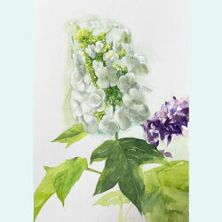 border flower flower_focus highres hydrangea leaf no_humans original painterly painting_(medium) purple_flower repin simple_background traditional_media watercolor_(medium) white_border white_flower