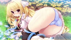 1girl :o ass black_thighhighs blonde_hair blue_panties blush cameltoe female_focus flower game_cg garden highres holding hose kamishiro_sumika kokorone=pendulum! long_hair long_sleeves official_art on_grass oshiki_hitoshi panties polka_dot polka_dot_panties skindentation skirt solo thighhighs thighs two_side_up underwear wet