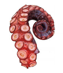 highres no_humans octopus original photoshop_(medium) ramon_nunez simple_background solo suction_cups tentacles white_background