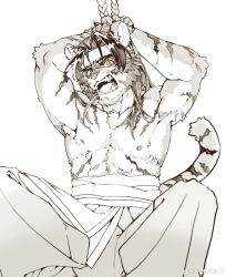 1boy abs absurdres animal_ears arknights armpits arms_behind_head arms_up bara bound bound_wrists chinese_commentary commentary_request fangs furry furry_male greyscale headband highres huai_tianpei_(arknights) male_focus monochrome muscular muscular_male open_mouth pants partially_colored pectorals tail tiger_boy tiger_ears tiger_stripes tiger_tail topless_male watermark weibo_watermark white_background yellow_eyes yi_tan_a_mi_ba