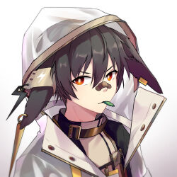 1boy absurdres animal_ear_piercing animal_ears arknights ayerscarpe_(arknights) bandaid bandaid_on_face bandaid_on_nose black_hair bright_pupils chinese_commentary closed_mouth commentary gradient_background grey_background hair_between_eyes highres hood hood_up looking_at_viewer male_focus mouth_hold orange_eyes portrait short_hair solo white_background white_pupils xia_bao_(wulalala)