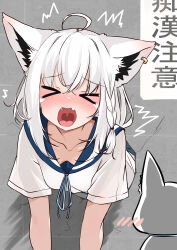 &gt;_&lt; 1girl :o absurdres ahoge animal_ear_fluff animal_ear_piercing animal_ears blue_ribbon blue_sailor_collar blush braid breasts cat collarbone commentary_request embarrassed fang fox_ears grey_cat highres hololive housaku0000 neck_ribbon no_bra open_mouth ribbon sailor_collar school_uniform screaming shirakami_fubuki shirt short_hair short_sleeves sidelocks skin_fang small_breasts solo stuck teeth through_wall translation_request upper_teeth_only virtual_youtuber white_hair white_shirt