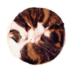 animal animal_focus artist_name brown_fur cat closed_eyes closed_mouth commentary_request highres kamimon2016 no_humans original simple_background sleeping white_background white_fur