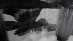 3d alien animated anniversary antennae audible_music biollante brothers bug burning_godzilla butterfly caterpillar compound_eyes crack cracked_floor crossover cyborg destoroyah dinosaur dragon dust fangs father_and_son film_grain fire_rodan flying gabara giant giant_monster giant_robot gigan godzilla&#039;s_revenge godzilla_(1954_movie) godzilla_(series) godzilla_2000:_millennium godzilla_against_mechagodzilla godzilla_vs._biollante godzilla_vs._destoroyah godzilla_vs._gigan godzilla_vs._hedorah godzilla_vs._king_ghidorah godzilla_vs._mechagodzilla godzilla_vs._mechagodzilla_ii godzilla_vs._megalon_(1973) godzilla_vs._mothra godzilla_vs._spacegodzilla hedorah highres hydra insect jet_jaguar kaiju king_caesar_(godzilla) king_ghidorah king_kong_(series) king_kong_vs._godzilla kiryu_(godzilla) mandibles mecha mecha-king_ghidorah mechagodzilla megalon minilla moguera monochrome monster moth mothra mothra_vs._godzilla multiple_heads no_humans nuclear_reactor open_mouth pteranodon pterosaur roaring robot rodan sea_monster sharp_teeth shin_godzilla siblings silhouette slime_(creature) smoke son_of_godzilla sound space_monster spacegodzilla spikes steam stinger tail teeth the_return_of_godzilla toho tusks video wings