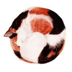 Rule 34 | animal, animal focus, artist name, calico (pattern), calico cat, cat, closed eyes, commentary request, highres, kamimon2016, no humans, original, simple background, sleeping, white background
