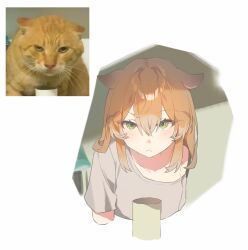 Rule 34 | 1girl, 2794938064, absurdres, animal ears, annoyed, brown hair, cat ears, chinese commentary, commentary, green eyes, highres, humanization, looking at viewer, meme, off-shoulder shirt, off shoulder, orange cat, original, parody, photo-referenced, round-headed mao die, round-headed mao die (meme), shirt, white background