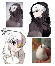 2girls absurdres artist_name artist_self-insert bird bird_girl black_bird black_hair blush breasts brown_eyes cleavage cloak closed_mouth collared_shirt creature_and_personification cropped_torso dress_shirt expressionless fur_cloak fur_dress gegegekman hair_behind_ear hair_ornament hair_over_one_eye hairclip high_collar highres instagram_username large_breasts light_blush light_smile looking_at_viewer medium_hair multicolored_hair multiple_girls orange_hair original parakeet personification photo-referenced pink_hair pointy_ears reference_inset shirt signature simple_background small_breasts streaked_hair swept_bangs thick_eyebrows twitter_username two-tone_hair white_background white_bird white_hair white_shirt