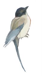 animal animal_focus azure-winged_magpie beak bird chinese_commentary commentary_request full_body highres liang_shi_er magpie no_humans original realistic simple_background tail white_background wings