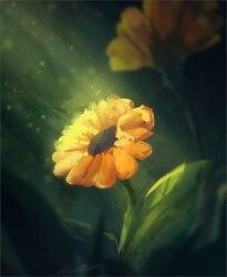 Rule 34 | artist name, commentary, day, english commentary, flower, flower focus, light rays, nature, no humans, original, outdoors, plant, plant focus, signature, still life, sunbeam, sunlight, yellow flower, zandra