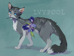 Rule 34 | absurdres, animal, animal focus, aqua background, blue eyes, cat, character name, chinese commentary, commentary request, feibugaodediwangxie, flower, grey cat, highres, ivypool, mouth hold, no humans, omen of the stars, orchid, purple flower, simple background, solo, typo, warrior cats