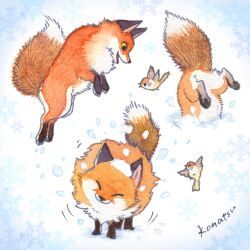 Rule 34 | animal, animal focus, artist name, bird, commentary request, finch, fluffy, fox, highres, jumping, konatsu tunacan, multiple views, no humans, orange fur, original, painting (medium), pawpads, shaking, signature, snow, traditional media, watercolor (medium), yellow eyes