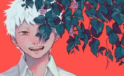 Rule 34 | 1boy, collared shirt, fangs, flower, grey eyes, hikaru (hikaru ga shinda natsu), hikaru ga shinda natsu, leaf, looking at viewer, male focus, mokumokuren (mokmok len), official art, one eye covered, open mouth, portrait, purple flower, red background, red pupils, shirt, short eyebrows, short hair, smile, solo, straight-on, very short hair, white hair, white shirt