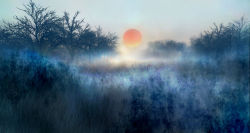 00 bare_tree blue_theme blurry fog grass highres nature no_humans original scenery sky sun sunset tree winter