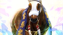 animal_focus bridle highres horse letterboxed looking_at_viewer meisho_tabaru_(racehorse) no_humans real_life reins ruisuke tagme takarazuka_kinen