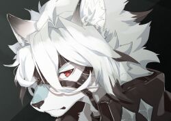 1boy ao_gravity black_background body_fur commentary_request furry furry_male looking_at_viewer male_focus portrait red_eyes simple_background solo von_lycaon white_fur white_hair wolf_boy zenless_zone_zero