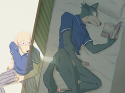 2boys animal_ears ass beastars clenched_teeth cum dog_boy dog_ears ejaculation erection furry furry_male highres holding holding_magazine jack_(beastars) legoshi looking_at_another lying magazine_(object) male_focus multiple_boys no_pants on_bed patreon_logo patreon_username peeking penis reading school_uniform sitting tail teeth wolf_boy wolf_ears wolf_tail x6udpngx