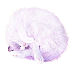 Rule 34 | animal, animal focus, artist name, cat, closed eyes, commentary request, highres, kamimon2016, no humans, original, simple background, sleeping, white background, white cat, white fur