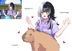 1girl absurdres ago_(owenanaken) animal black_hair capybara capybara_coconut_doggy_(meme) grey_hair hands_up heart highres hololive hololive_english meme multicolored_hair open_mouth purple_shirt screenshot_inset shiori_novella shirt solo split-color_hair two-tone_hair virtual_youtuber yellow_eyes