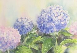 Rule 34 | commentary request, flower, flower focus, hydrangea, leaf, no humans, ooy33151086, original, painting (medium), pink flower, plant, purple flower, signature, still life, traditional media, watercolor (medium)