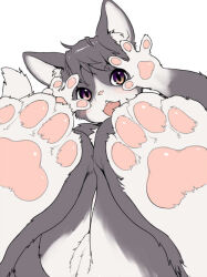 1girl animal_feet animal_hands black_fur black_hair body_fur cat_girl claws commentary_request completely_nude feet foot_focus furry furry_female hands_up kikurage_(crayon_arts) looking_at_viewer nude open_mouth original purple_eyes pussy short_hair simple_background solo tail white_background
