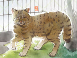animal animal_focus bream-tan cage cat dated grass looking_at_viewer no_humans original yellow_eyes
