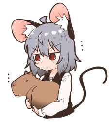 ... 1girl ahoge animal animal_ear_fluff animal_ears black_vest capybara closed_mouth commentary_request greenpiecerice grey_hair highres holding holding_animal long_sleeves mouse_ears mouse_girl mouse_tail nazrin red_eyes shirt short_hair simple_background solo spoken_ellipsis tail touhou upper_body v-shaped_eyebrows vest white_background white_shirt
