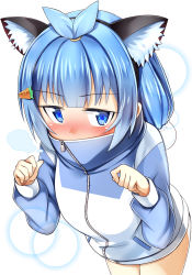 Rule 34 | 1girl, animal ears, bad id, bad pixiv id, blue eyes, blue hair, blush, carrot hair ornament, cat ears, covered mouth, fake animal ears, female focus, food-themed hair ornament, from above, hair bun, hair ornament, itsumo hokuto, jacket, matching hair/eyes, p book, paw pose, shakunetsu no takkyuu musume, side bun, single side bun, solo, topknot, track jacket