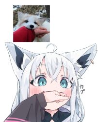 absurdres ahoge animal_ear_fluff animal_ear_piercing animal_ears aqua_eyes biting braid crossed_bangs double-parted_bangs earrings extra_ears fang fox_ears fox_girl highres hololive jewelry long_hair nekomata_okayu photo-referenced shirakami_fubuki shirakami_fubuki_(1st_costume) side_braid sidelocks simple_background single_braid single_earring tensann3 virtual_youtuber white_background white_hair