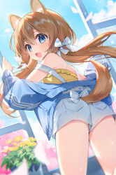 1girl animal_ear_fluff animal_ears ass blue_eyes blue_jacket brown_hair character_request cloud fang female_focus flower hair_ornament hair_ribbon jacket long_hair looking_at_viewer plant potted_plant ribbon shorts sky suimya tagme tail tail_ornament tail_ribbon white_ribbon window yellow_flower