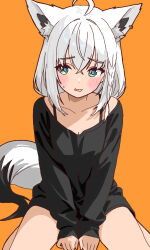 1girl ahoge animal_ear_fluff animal_ear_piercing animal_ears bare_legs between_legs black_shirt blue_eyes blush breasts cleavage collarbone commentary_request crossed_bangs dr._junyaman fox_ears fox_girl fox_tail hair_intakes hand_between_legs highres hololive long_sleeves looking_at_viewer open_mouth orange_background partial_commentary shirakami_fubuki shirt simple_background small_breasts solo sweatdrop tail virtual_youtuber white_hair