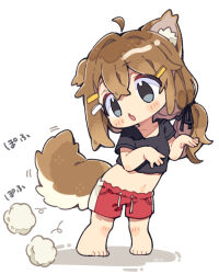 1girl :o ahoge animal_ear_fluff animal_ears barefoot black_ribbon black_shirt blue_eyes blush_stickers brown_hair collarbone commentary_request crop_top cropped_shirt detached_ahoge dog_ears dog_girl dog_tail fang fluff full_body hair_ornament hair_ribbon hairclip hands_up highres long_hair mamehinata midriff navel notamaru_2 open_mouth red_shorts ribbon shirt short_sleeves shorts simple_background skin_fang solo standing tail vrchat white_background