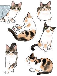 Rule 34 | animal, animal focus, calico (pattern), calico cat, cat, closed mouth, green eyes, highres, looking at viewer, lying, no humans, original, simple background, sitting, white background, ye yu mao